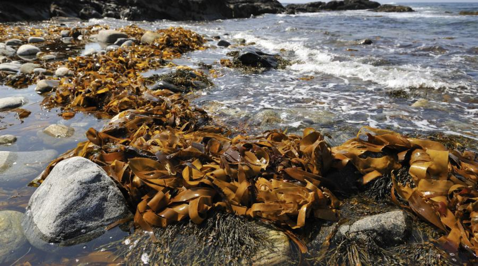 Morská riasa Kelp v kozmetike 